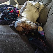 Desial is registered to the contest to win money with this photo: animal, blanket, canine, comfortable, couch, cozy, dog, domestic_animal, fur, furniture, home, indoor, lazy, napping, pet, relaxed, resting, sleeping, snuggle, upside_down