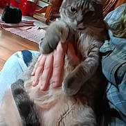 Violet is registered to the contest to win money with this photo: animal, belly_up, black_cat, blurred, cat, cozy, domestic, floor, furniture, hand, holding, indoor, person, pet, plaid_shirt, red_boxes, relaxed, rug, tabby_cat, wooden_chair