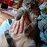 animal, belly_up, black_cat, blurred, cat, cozy, domestic, floor, furniture, hand, holding, indoor, person, pet, plaid_shirt, red_boxes, relaxed, rug, tabby_cat, wooden_chair