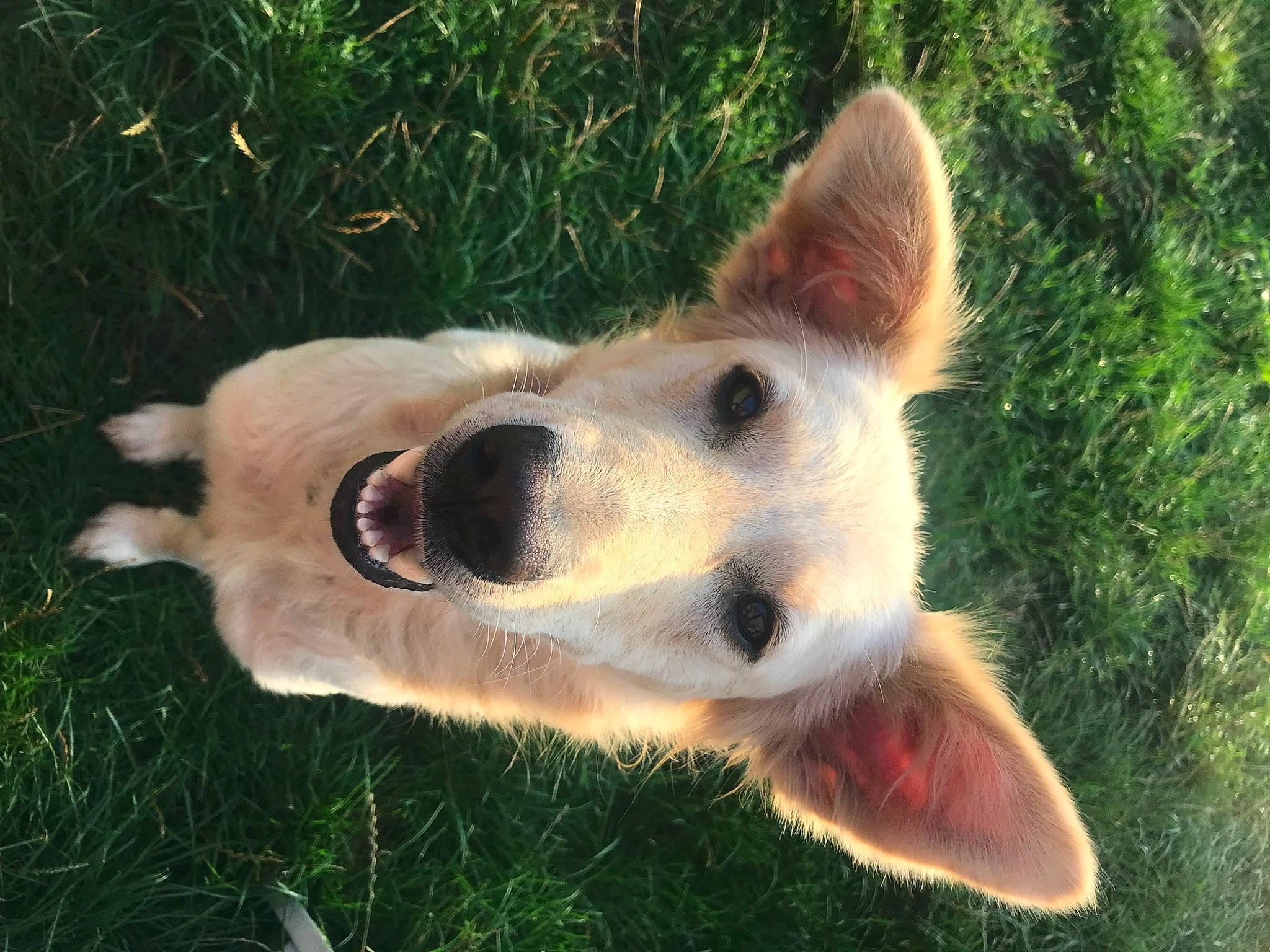Rebelle participe au concours pour gagner de l'argent avec cette photo : ancient_dog_breeds, carnivore, collar, companion_dog, dingo, dog, dog_breed, fang, fawn, fur, grass, herding_dog, plant, snout, sporting_group, tail, terrestrial_animal, whiskers, working_animal, working_dog