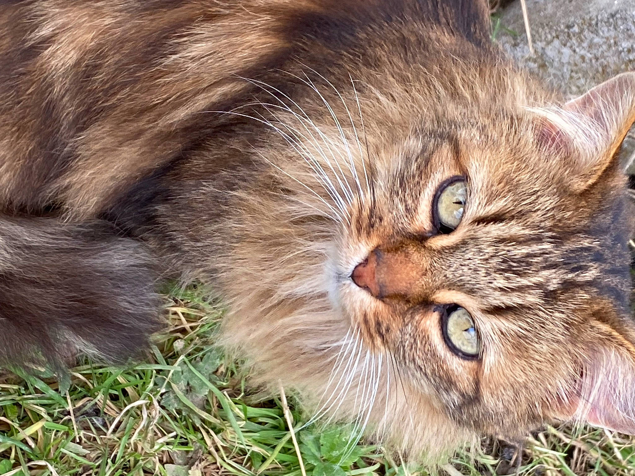 Chipie participe au concours pour gagner de l'argent avec cette photo : carnivore, cat, domestic_short_haired_cat, felidae, fur, grass, liver, natural_material, small_to_medium_sized_cats, snout, terrestrial_animal, whiskers, wildlife