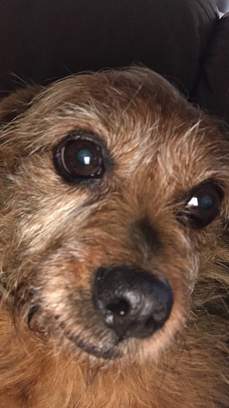 Guimauve participe au concours pour gagner de l'argent avec cette photo : australian_terrier, border_terrier, canidae, carnivore, close_up, companion_dog, dog, dog_breed, fawn, fur, liver, small_terrier, snout, sporting_group, terrestrial_animal, terrier, toy, toy_dog, whiskers, working_animal