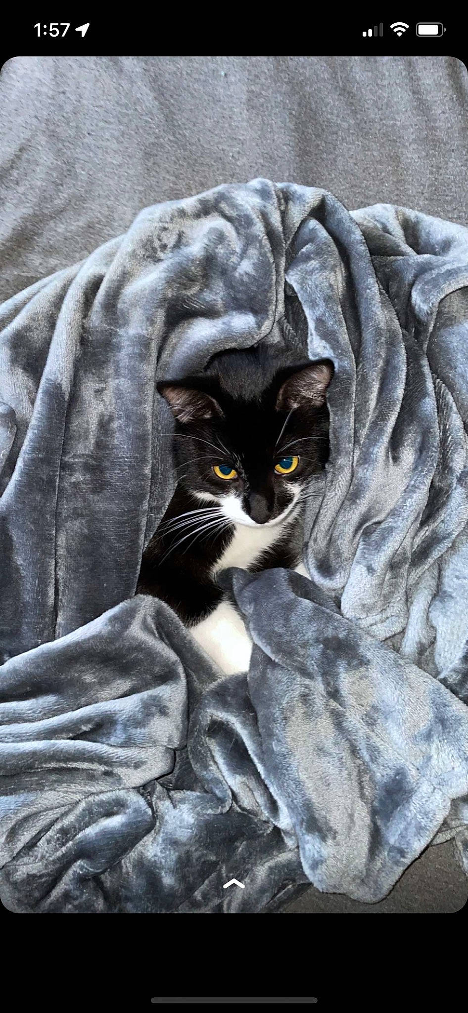 Angus-mojo is registered to the contest to win money with this photo: carnivore, cat, claw, comfort, domestic_short_haired_cat, felidae, fur, grey, linens, pattern, sitting, sleeve, small_to_medium_sized_cats, tail, textile, whiskers