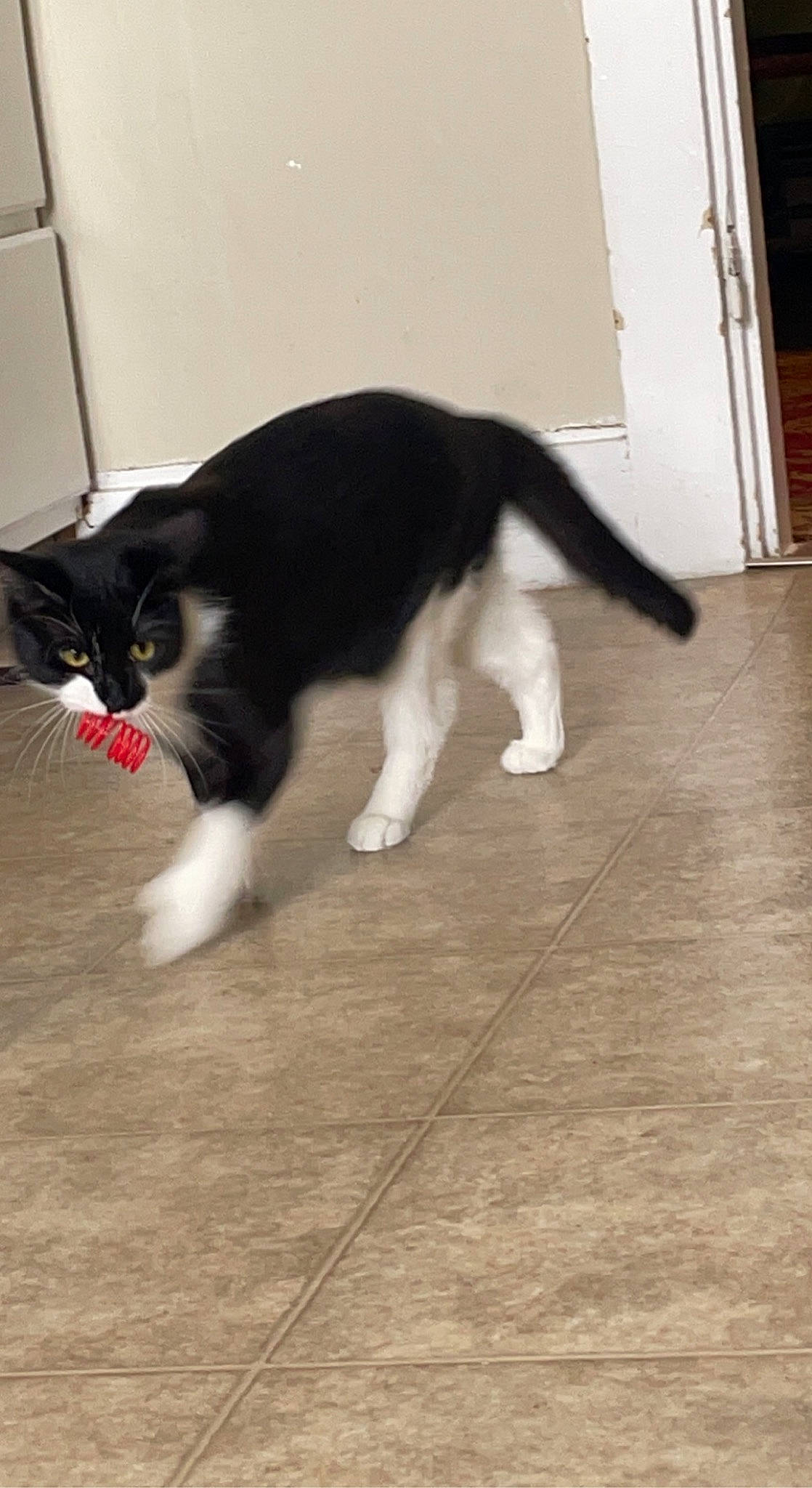 Angus-mojo joined the competition — help win amazing prizes! balance, carnivore, cat, domestic_short_haired_cat, felidae, floor, flooring, fur, hardwood, laminate_flooring, plank, small_to_medium_sized_cats, snout, tail, terrestrial_animal, whiskers, window, wood, wood_flooring, wood_stain