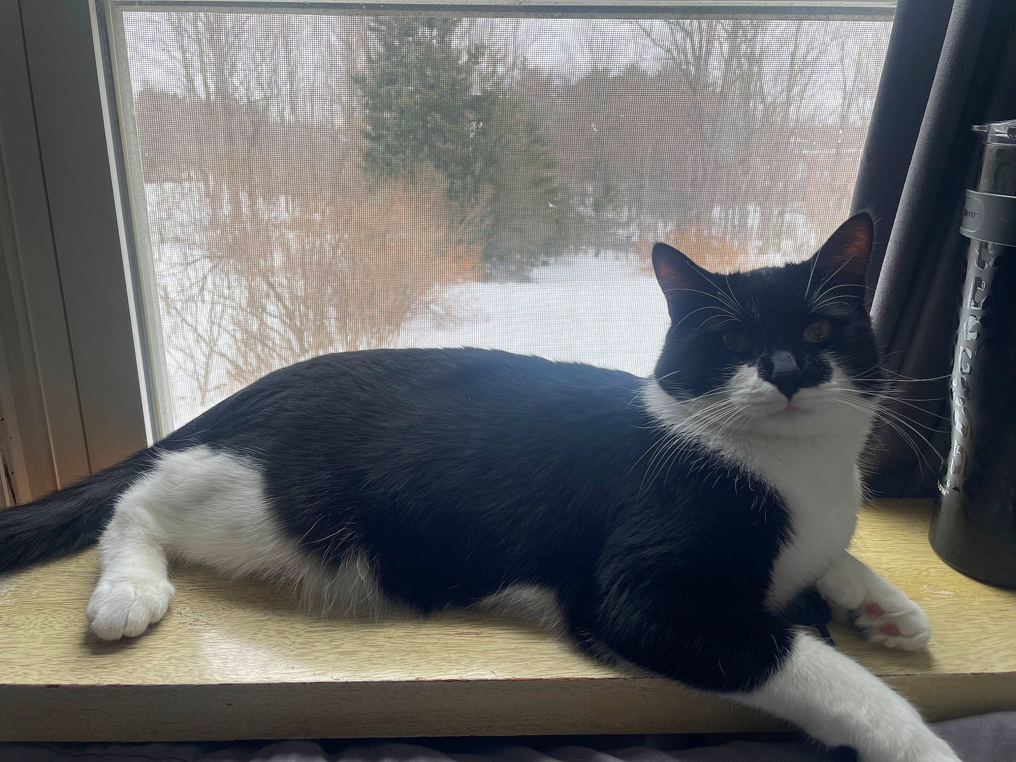Angus-mojo joined the competition — help win amazing prizes! carnivore, cat, comfort, domestic_short_haired_cat, felidae, fur, monochrome_photography, paw, pet_supply, sitting, small_to_medium_sized_cats, tail, terrestrial_animal, vertebrate, whiskers, window, window_treatment, winter