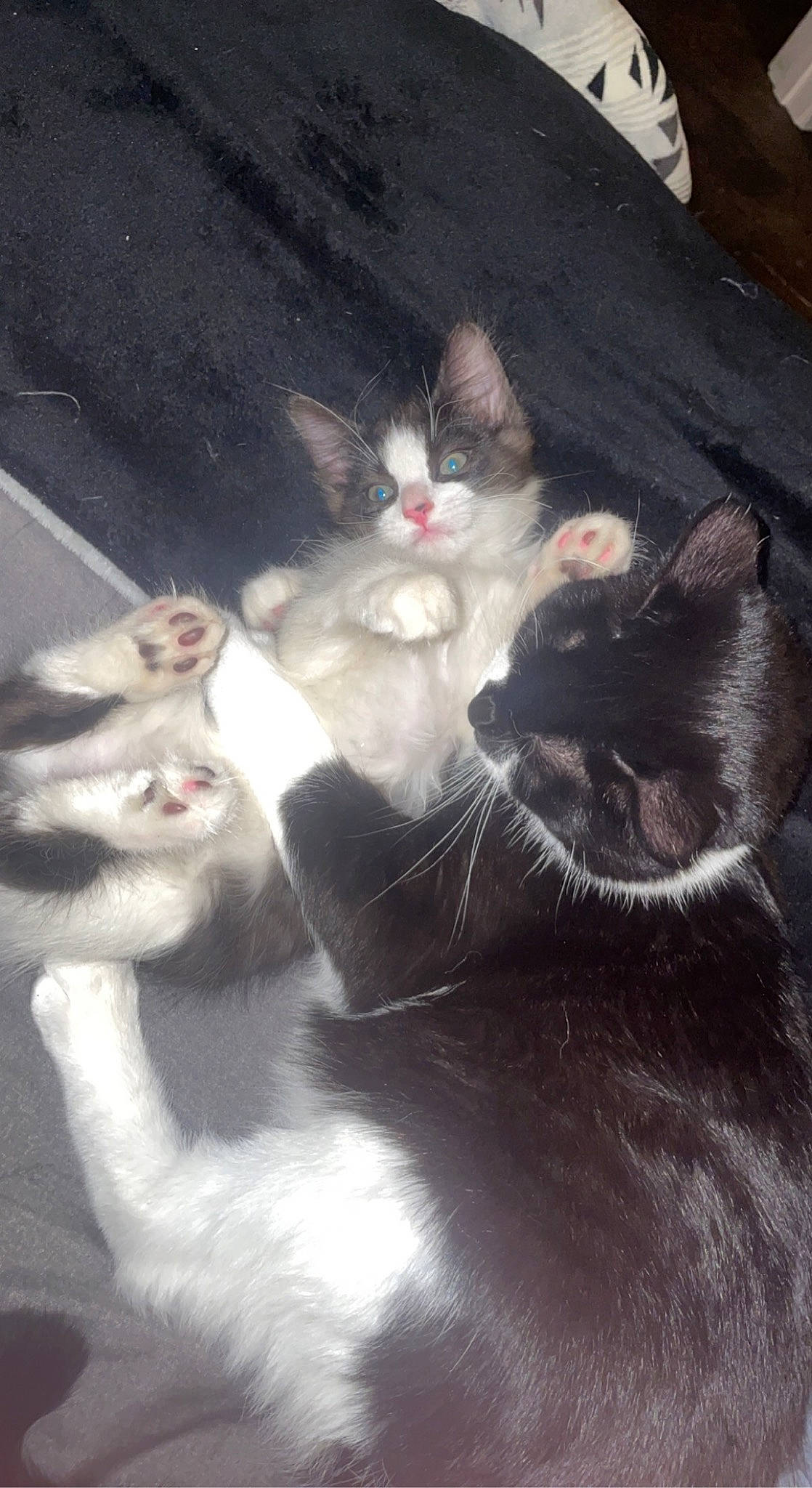 Angus-mojo is registered to the contest to win money with this photo: carnivore, cat, claw, cloud, comfort, darkness, domestic_short_haired_cat, eye, fawn, felidae, fur, grey, paw, photo_caption, small_to_medium_sized_cats, snout, tail, vertebrate, whiskers