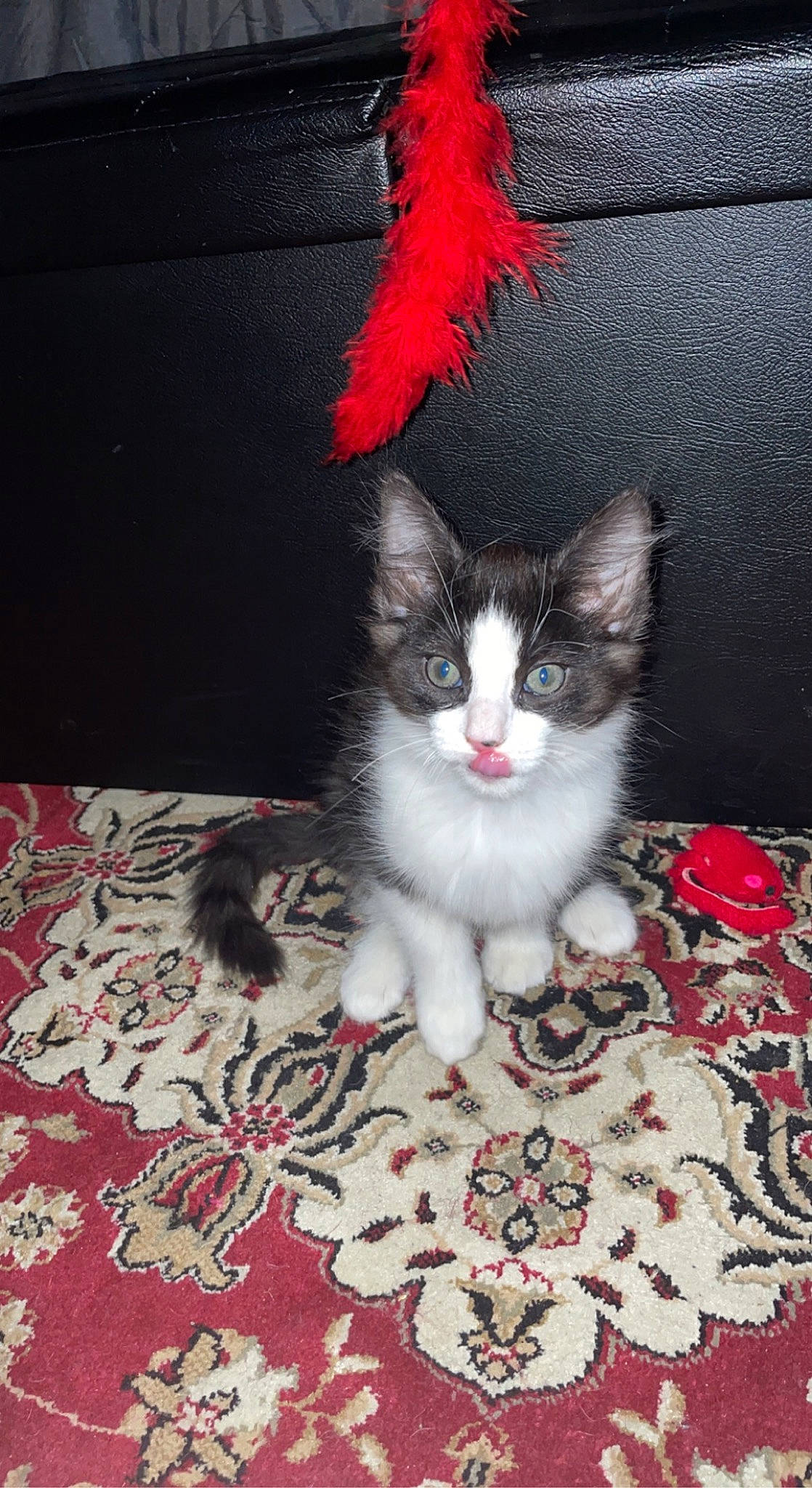 Crash is registered to the contest to win money with this photo: carmine, carnivore, carpet, cat, claw, domestic_short_haired_cat, eye, felidae, flooring, fur, paw, small_to_medium_sized_cats, snout, tail, whiskers