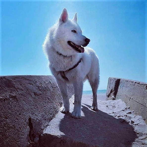 Croc Blanc participe au concours pour gagner de l'argent avec cette photo : ancient_dog_breeds, berger_blanc_suisse, canidae, carnivore, collar, companion_dog, dog, dog_breed, korean_jindo_dog, snout, spitz, sporting_group, tail, white_shepherd, working_animal, working_dog