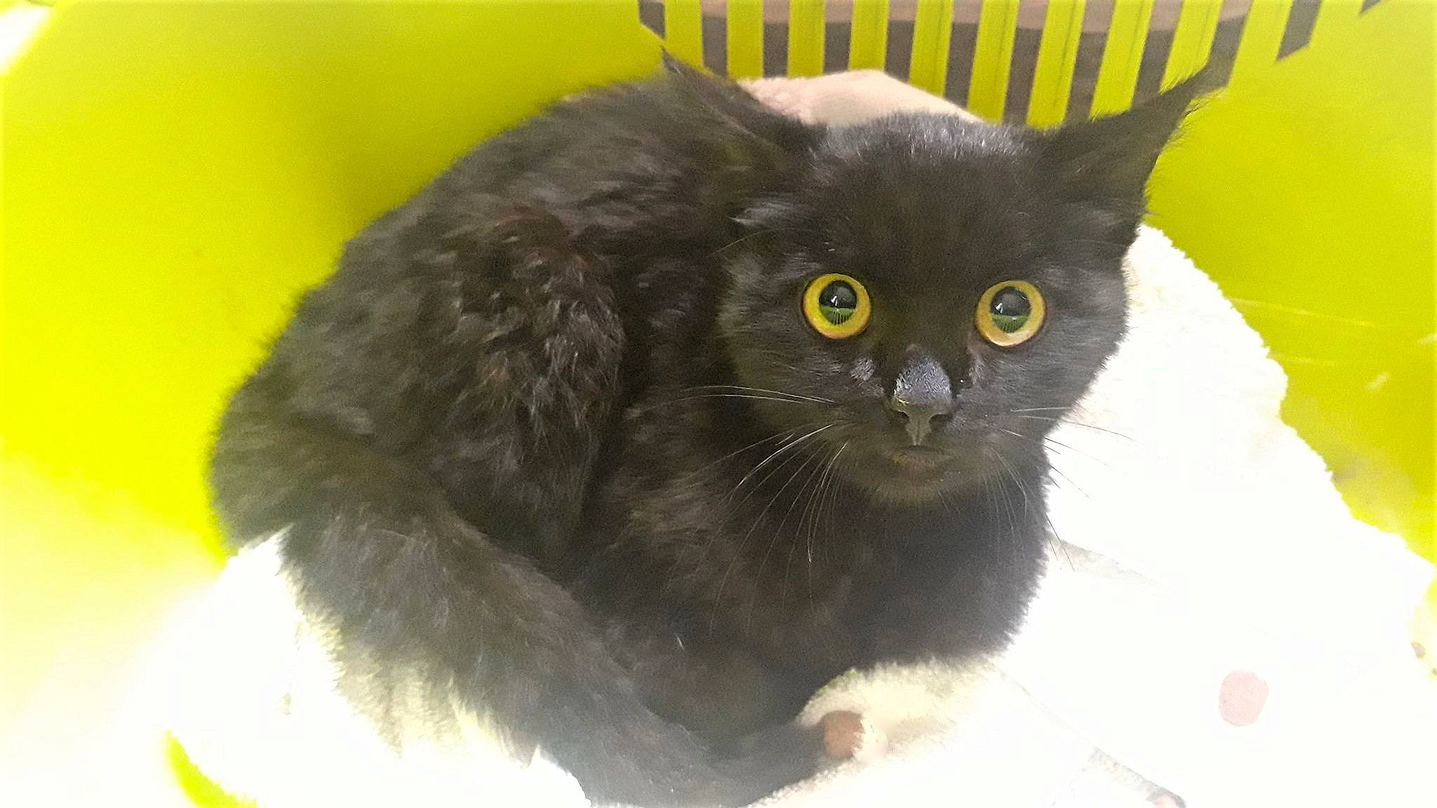 Eclipse participe au concours pour gagner de l'argent avec cette photo : black_cat, carnivore, cat, felidae, fur, iris, pet_supply, small_to_medium_sized_cats, snout, terrestrial_animal, vertebrate, whiskers, yellow