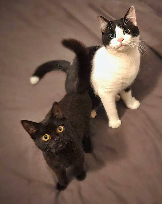 Eclipse participe au concours pour gagner de l'argent avec cette photo : black, black_cat, bombay, carnivore, cat, domestic_short_haired_cat, felidae, floor, flooring, fur, iris, mammal, organism, small_to_medium_sized_cats, snout, tail, terrestrial_animal, vertebrate, whiskers