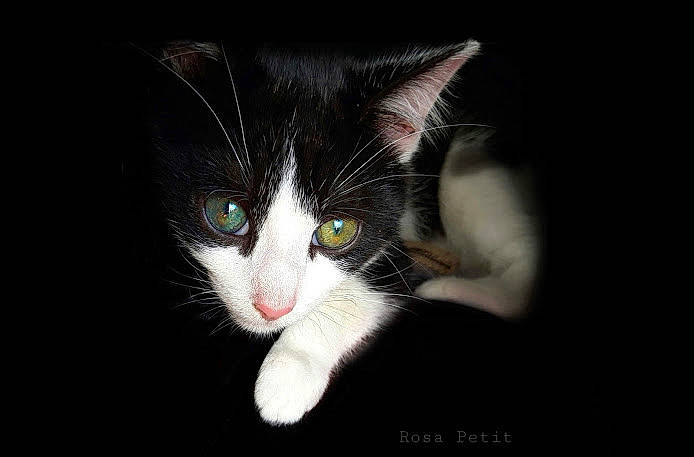 Ramsès participe au concours pour gagner de l'argent avec cette photo : carnivore, cat, curious, domestic_short_haired_cat, felidae, fur, small_to_medium_sized_cats, snout, whiskers