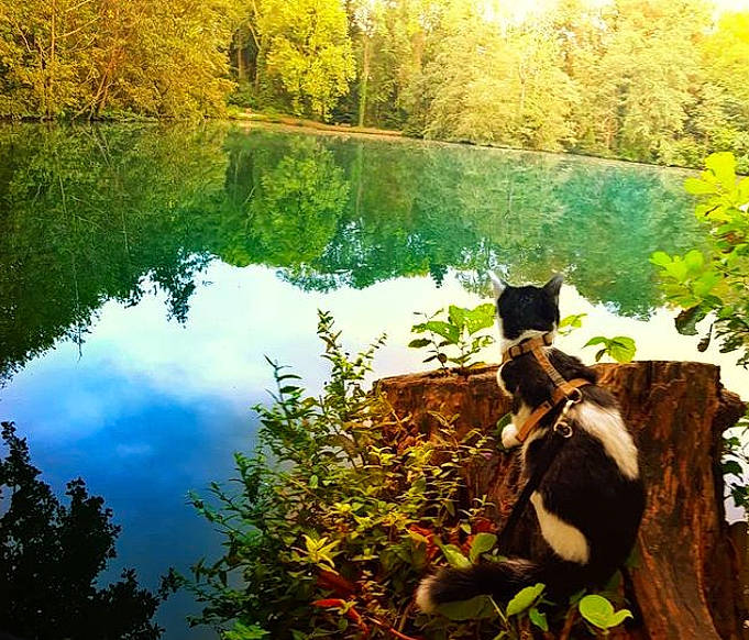 Ramsès participe au concours pour gagner de l'argent avec cette photo : bank, carnivore, felidae, fur, lacustrine_plain, lake, leaf, loch, natural_landscape, nature, nature_reserve, pond, reflection, reservoir, small_to_medium_sized_cats, sunlight, tarn, terrestrial_animal, watercourse, wetland