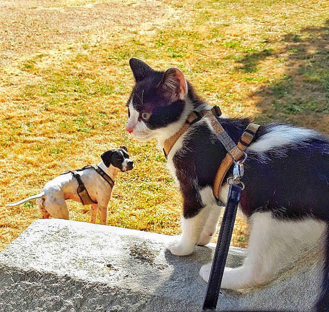 Ramsès a rejoint le concours — aidez-le/la à gagner de superbes lots ! carnivore, cat, collar, dog_breed, dog_collar, domestic_short_haired_cat, felidae, field, fur, grass, mammal, organism, paw, pet_supply, small_to_medium_sized_cats, snout, tail, terrestrial_animal, vertebrate, whiskers