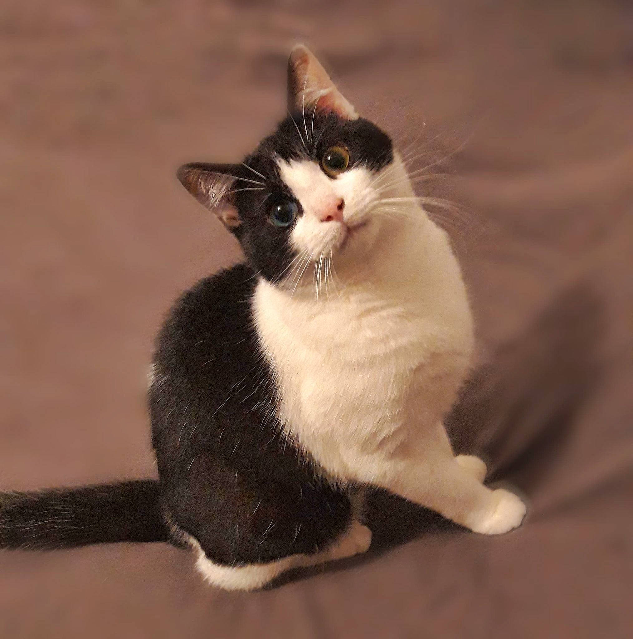 Ramsès participe au concours pour gagner de l'argent avec cette photo : beige, black, carnivore, cat, fawn, felidae, fur, small_to_medium_sized_cats, snout, tail, terrestrial_animal, vertebrate, whiskers, white