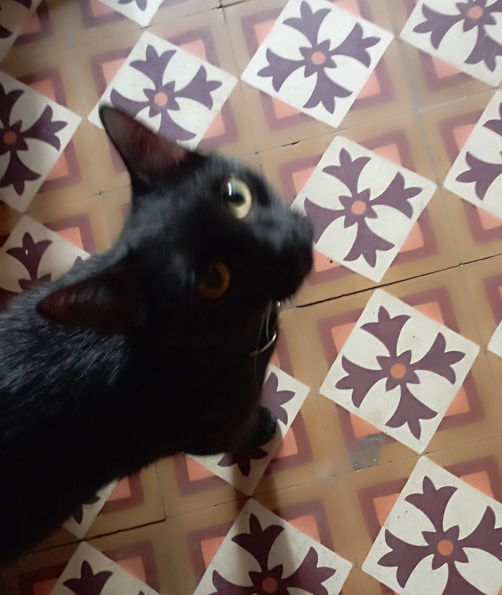 Shaïna a rejoint le concours — aidez-le/la à gagner de superbes lots ! black_cat, carnivore, cat, claw, dog_breed, domestic_short_haired_cat, fawn, felidae, flooring, foot, fur, gesture, light, nail, pattern, small_to_medium_sized_cats, snout, tail, triangle, whiskers