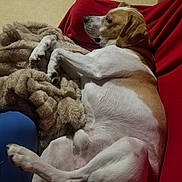 Rio participe au concours pour gagner de l'argent avec cette photo : dog, lounge, blanket, red_couch, indoor, relaxed, pet, fur, white, brown, animal, canine, resting, comfort, cozy, side_view, domestic, sleepy, paw, snuggle