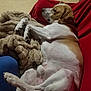 dog, lounge, blanket, red_couch, indoor, relaxed, pet, fur, white, brown, animal, canine, resting, comfort, cozy, side_view, domestic, sleepy, paw, snuggle