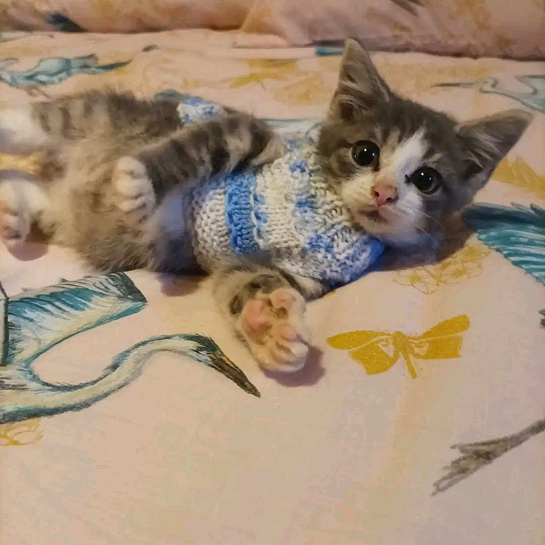 Lokius Maximus joined the competition — help win amazing prizes! animal, bed, blanket, cat, clothing, couch, cushion, embroidery, face, furniture, head, homedecor, kitten, knitwear, manx, person, pet, photography, portrait, sweater