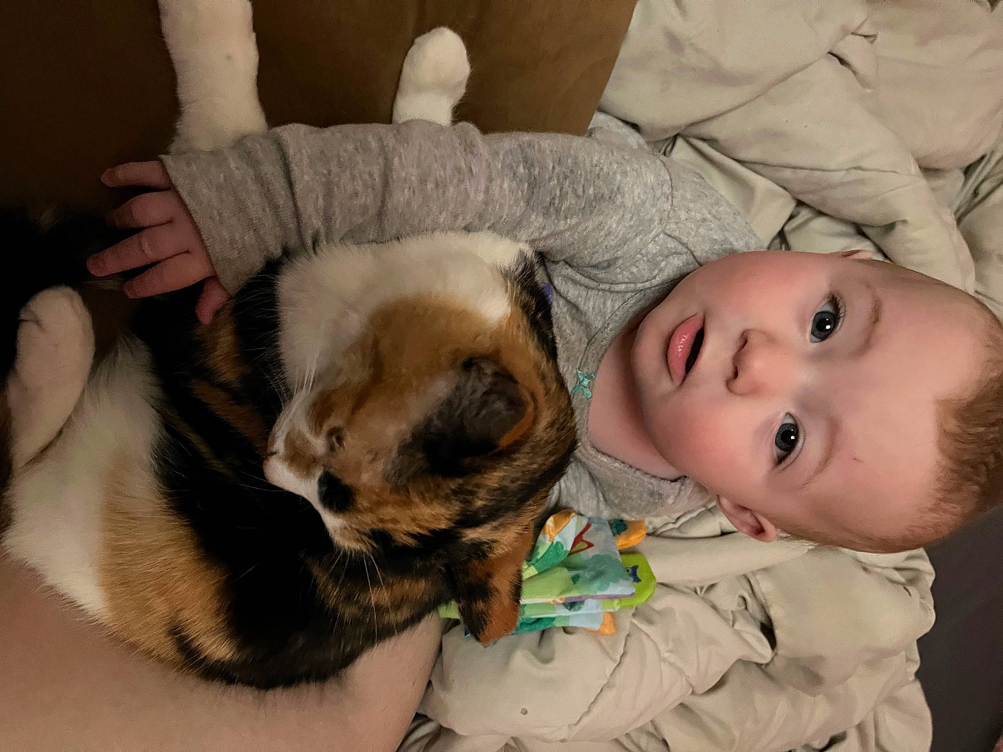 Julianna is registered to the contest to win money with this photo: baby, carnivore, cat, child, comfort, companion_dog, domestic_short_haired_cat, ear, eye, fawn, felidae, fur, head, nap, paw, person, skin, small_to_medium_sized_cats, toddler, whiskers