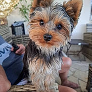 Byron a rejoint le concours — aidez-le/la à gagner de superbes lots ! black_nose, brown_fur, close_up, cozy, dog, furniture, gray_fur, indoors, living_room, long_hair, person, pet, plant, portrait, puppy, seated_person, small_dog, upright_ears, woven_table, yorkshire_terrier