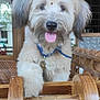 animal, blue_collar, brown, canine, cute, dog, domestic_animal, ears, face, fluffy, furniture, happy, indoor, nose, pet, puppy, tongue_out, window, wood, wooden_chair