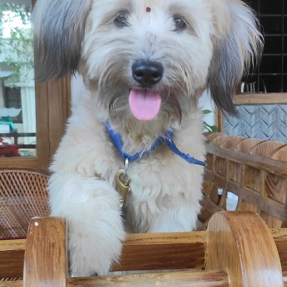 Luise a rejoint le concours — aidez-le/la à gagner de superbes lots ! animal, blue_collar, brown, canine, cute, dog, domestic_animal, ears, face, fluffy, furniture, happy, indoor, nose, pet, puppy, tongue_out, window, wood, wooden_chair