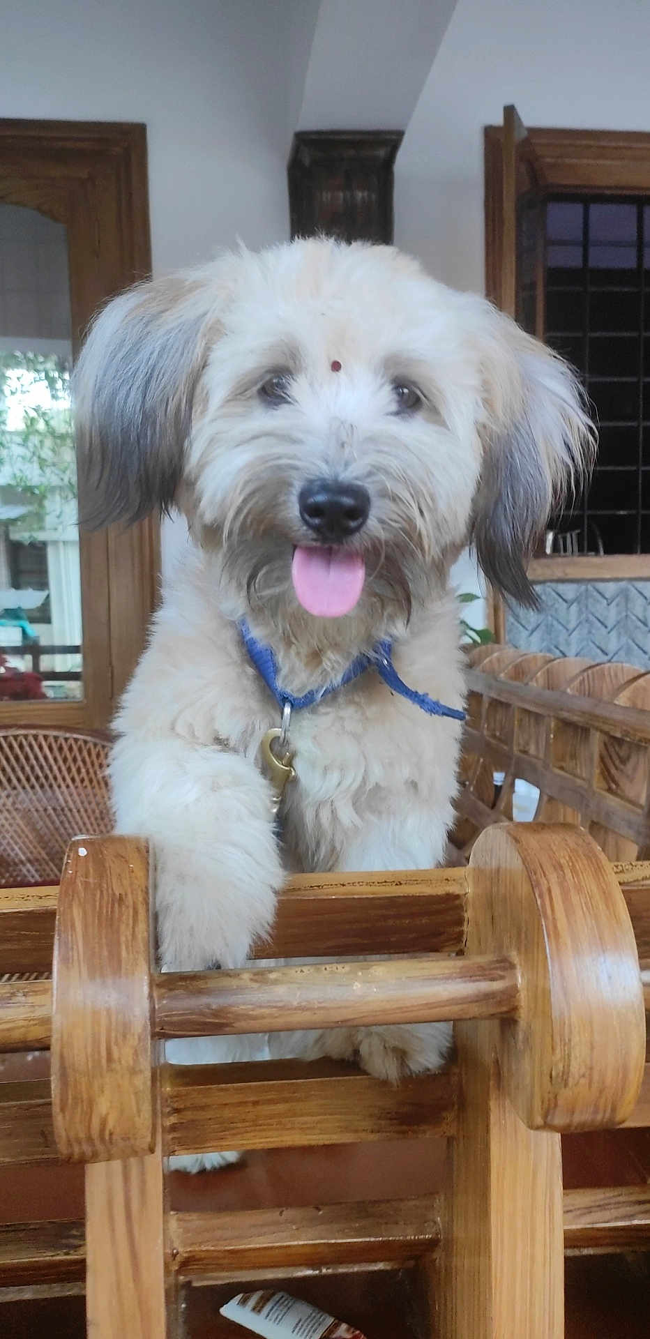 Luise a rejoint le concours — aidez-le/la à gagner de superbes lots ! animal, blue_collar, brown, canine, cute, dog, domestic_animal, ears, face, fluffy, furniture, happy, indoor, nose, pet, puppy, tongue_out, window, wood, wooden_chair