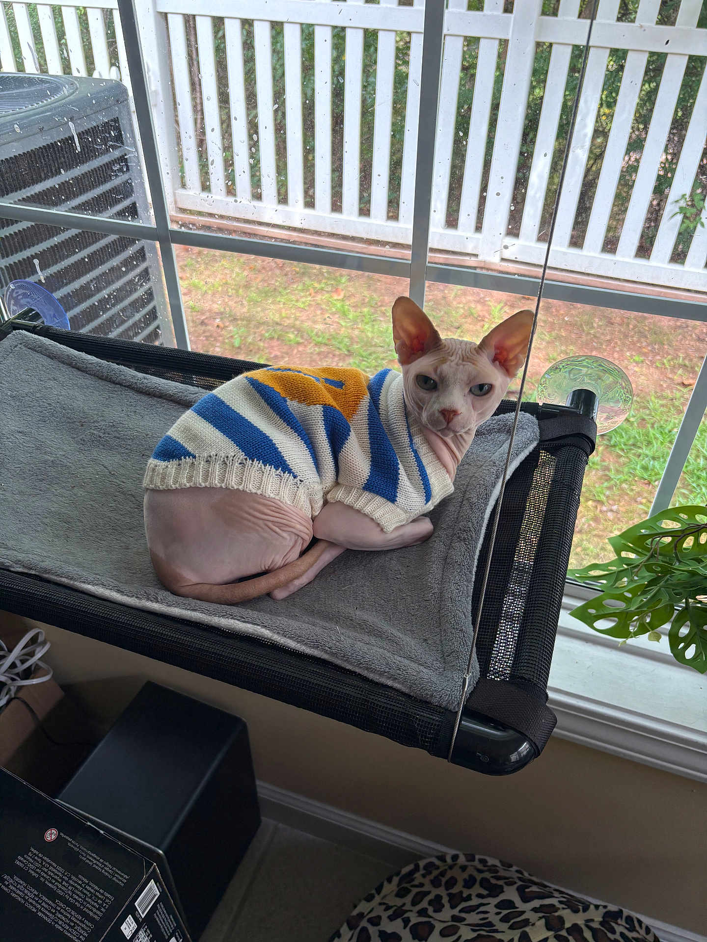 Pancake joined the competition — help win amazing prizes! sphynx_cat, cat, pet_bed, sweater, window, indoor, plant, leopard_print, fence, grass, hairless, curious, cozy, lounging, wrinkled_skin, ear, animal, resting, domestic, sitting