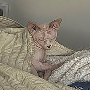 Pancake is registered to the contest to win money with this photo: sphynx_cat, hairless_cat, cat, blanket, quilt, bed, cozy, indoor, pet, feline, wrinkled_skin, resting, sleepy, warm, comfort, furless, ears, paw, neutral_background, household