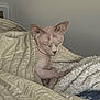 sphynx_cat, hairless_cat, cat, blanket, quilt, bed, cozy, indoor, pet, feline, wrinkled_skin, resting, sleepy, warm, comfort, furless, ears, paw, neutral_background, household