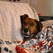 Cooper is registered to the contest to win money with this photo: dog, blanket, pillow, couch, stocking, christmas_stocking, framed_art, wall, door, light_switch, throw_blanket, fleece_blanket, pattern, cozy, indoor, pet, canine, brown_fur, eyes, nose