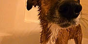 Cooper is registered to the contest to win money with this photo: dog, wet_dog, bathtub, bath_time, bathroom, wet_fur, brown_fur, close_up, big_nose, eyes, whiskers, standing, dripping, indoor, tile, tub_rim, pet, portrait, expression, water
