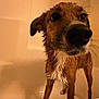 dog, wet_dog, bathtub, bath_time, bathroom, wet_fur, brown_fur, close_up, big_nose, eyes, whiskers, standing, dripping, indoor, tile, tub_rim, pet, portrait, expression, water