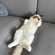 Ivy is registered to the contest to win money with this photo: cat, fluffy, relaxed, lying_down, indoor, couch, furniture, pet, animal, blue_eyes, tail, white_fur, brown_fur, cute, domestic_cat, cozy, resting, soft_texture, living_room, comfortable