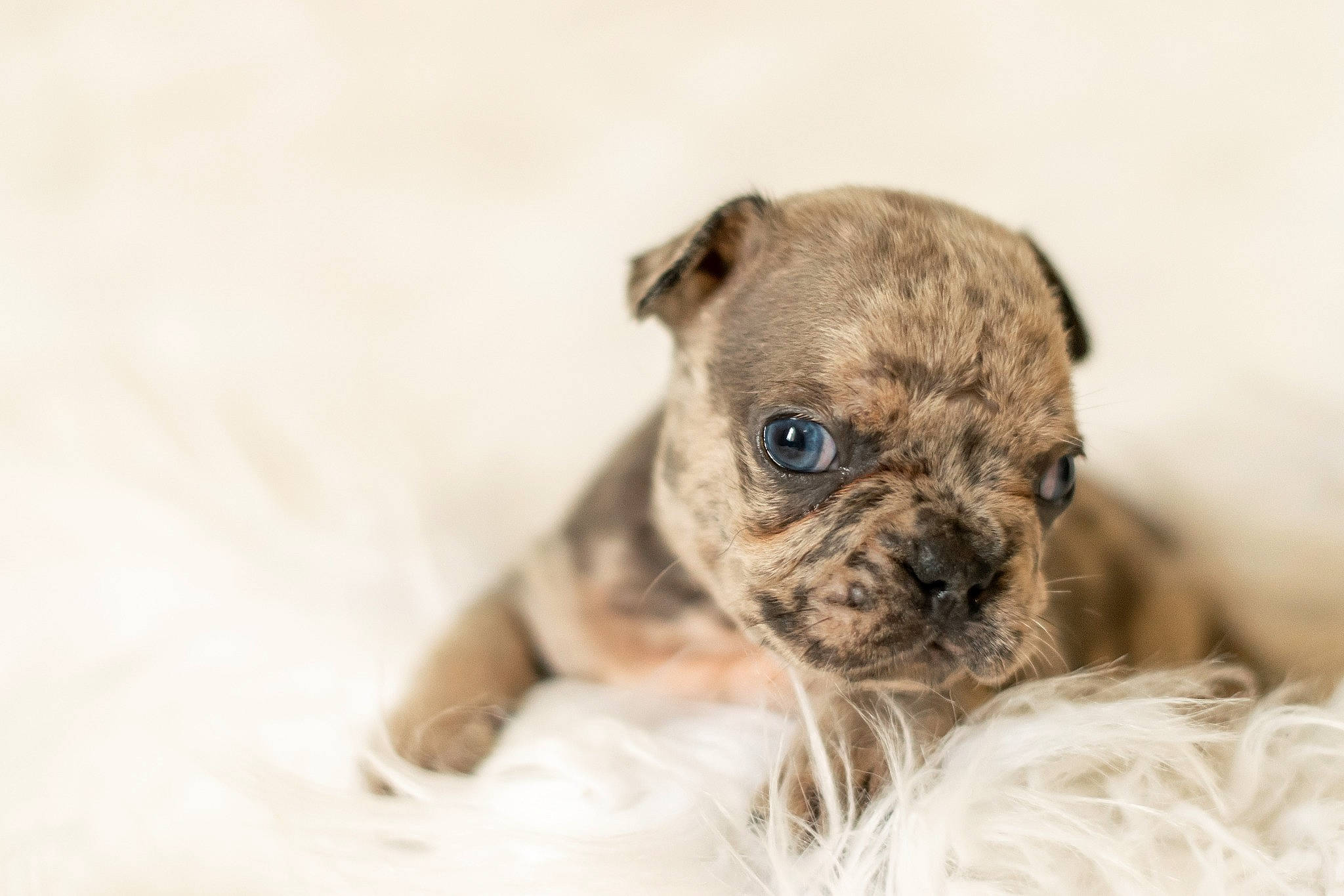 Prometheus participe au concours pour gagner de l'argent avec cette photo : boston_terrier, bulldog, canidae, carnivore, companion_dog, dog, dog_breed, fawn, french_bulldog, mammal, non_sporting_group, puppy, rare_breed_dog, snout, sporting_group, toy_bulldog, toy_dog, vertebrate, whiskers