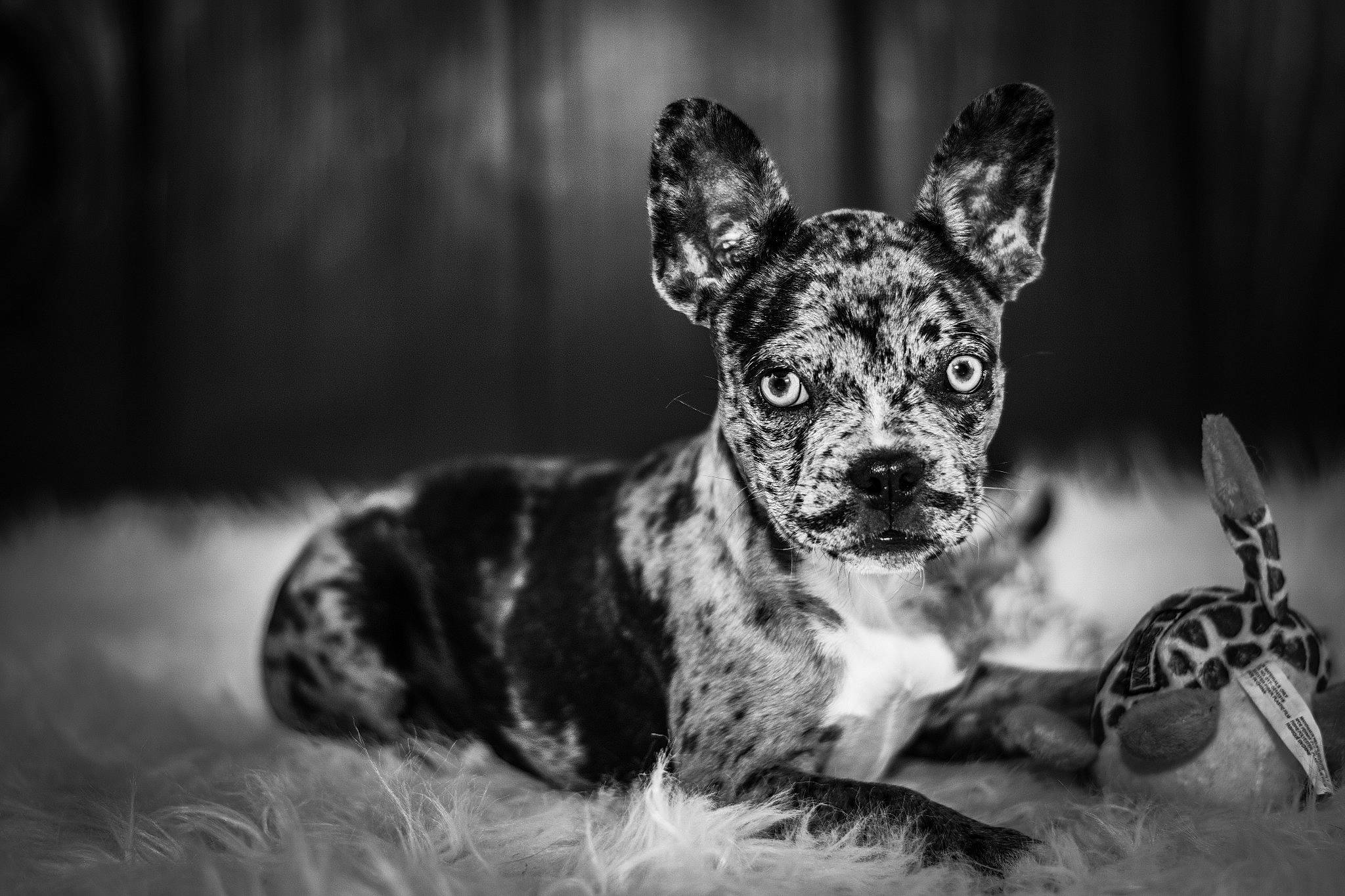 Pandora a rejoint le concours — aidez-le/la à gagner de superbes lots ! black_and_white, canidae, carnivore, dog, dog_breed, fawn, french_bulldog, great_dane, mammal, monochrome, non_sporting_group, puppy, snout, sporting_group, vertebrate, whiskers