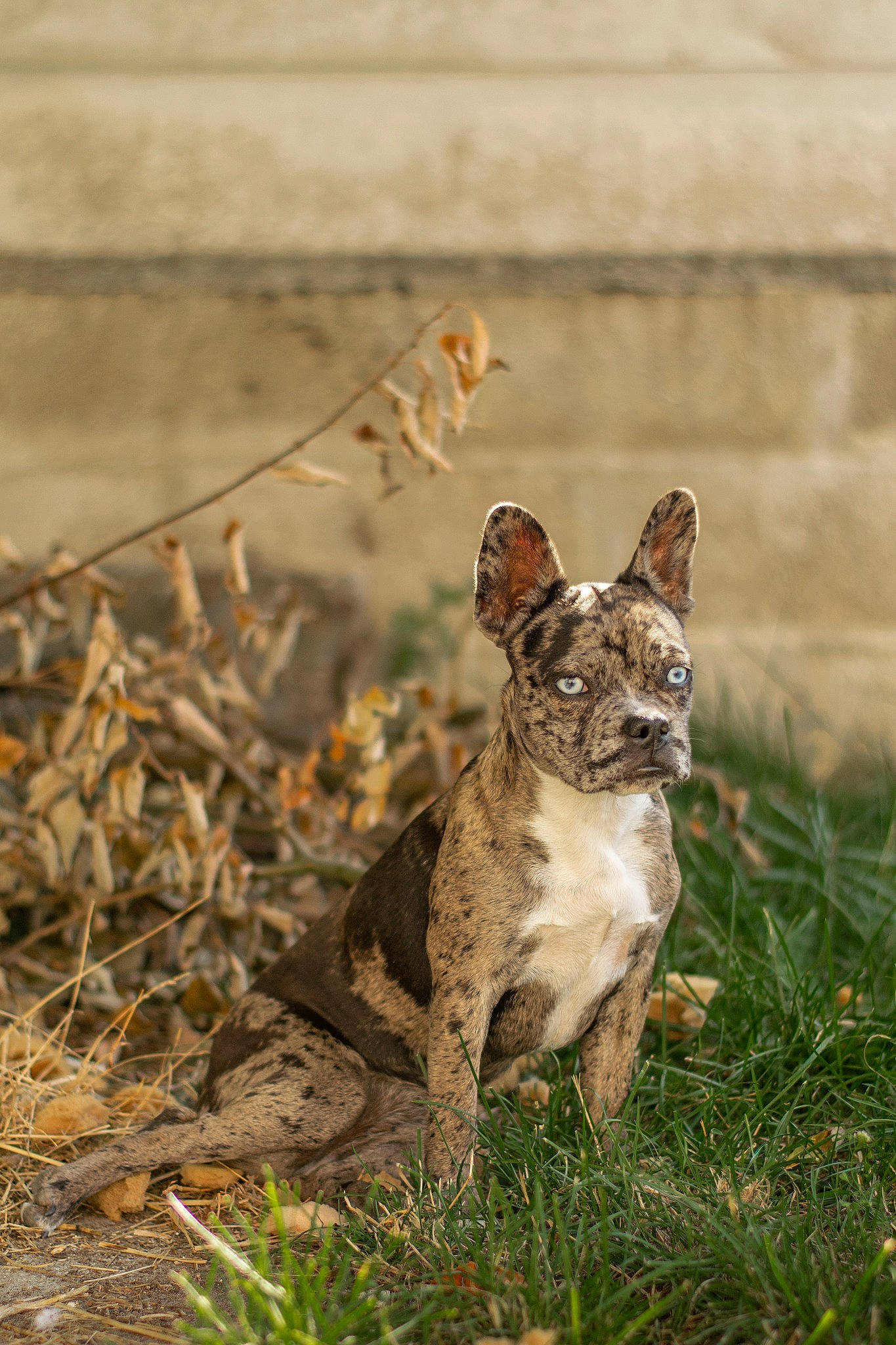 Pandora a rejoint le concours — aidez-le/la à gagner de superbes lots ! canidae, carnivore, dog, dog_breed, fawn, felidae, grass, mammal, vertebrate, whiskers, wildlife