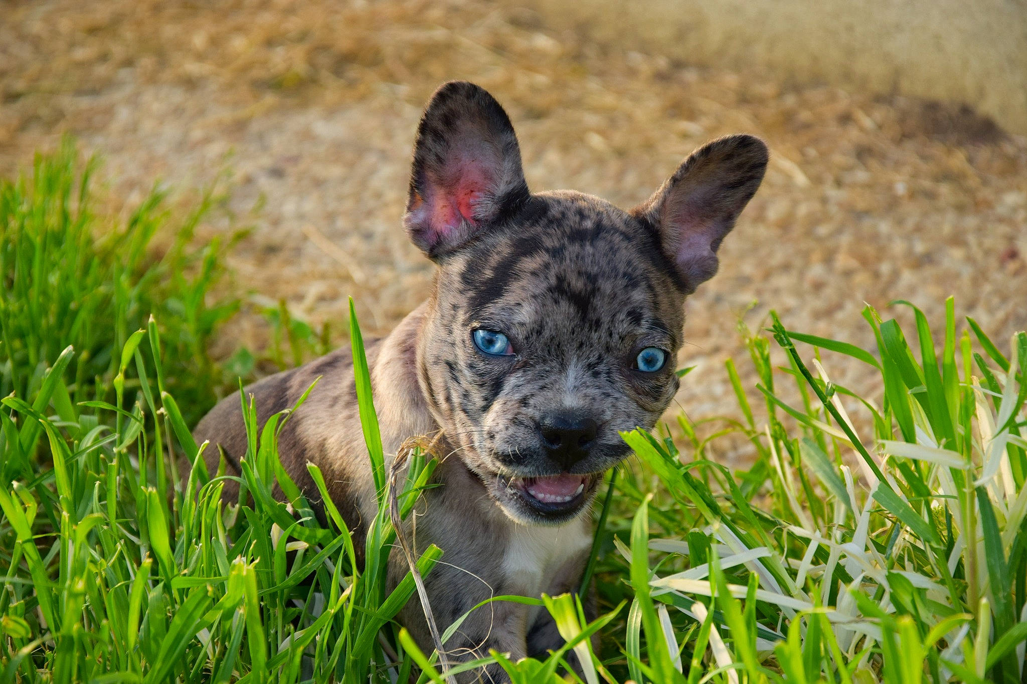 Pandora a rejoint le concours — aidez-le/la à gagner de superbes lots ! canidae, carnivore, dog, dog_breed, fawn, french_bulldog, grass, mammal, non_sporting_group, plant, puppy, rare_breed_dog, snout, sporting_group, vertebrate