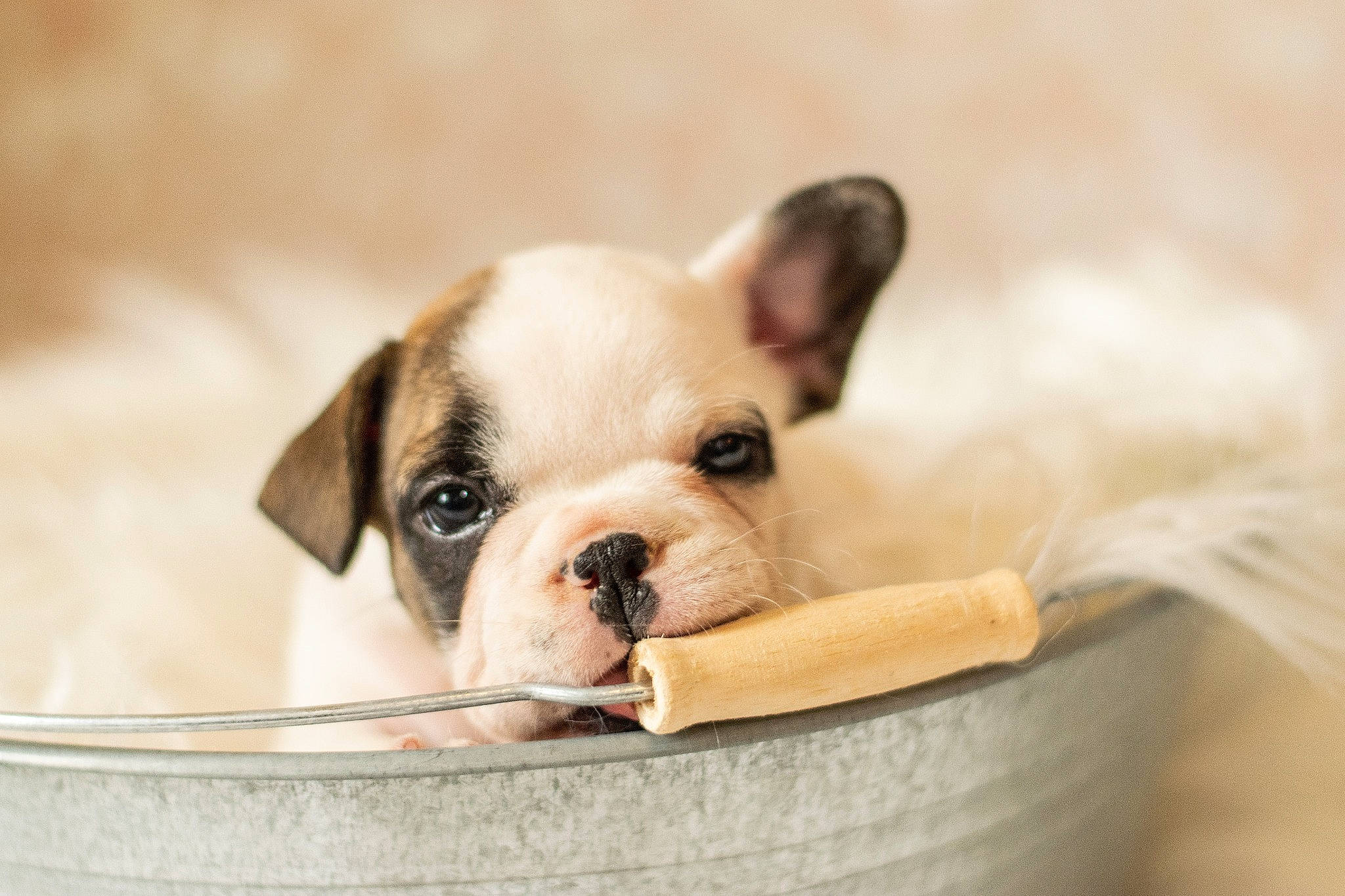 Pandi Panda a rejoint le concours — aidez-le/la à gagner de superbes lots ! bulldog, canidae, carnivore, companion_dog, dog, dog_breed, ear, fawn, french_bulldog, mammal, non_sporting_group, puppy, puppy_love, rare_breed_dog, skin, snout, toy_bulldog, vertebrate