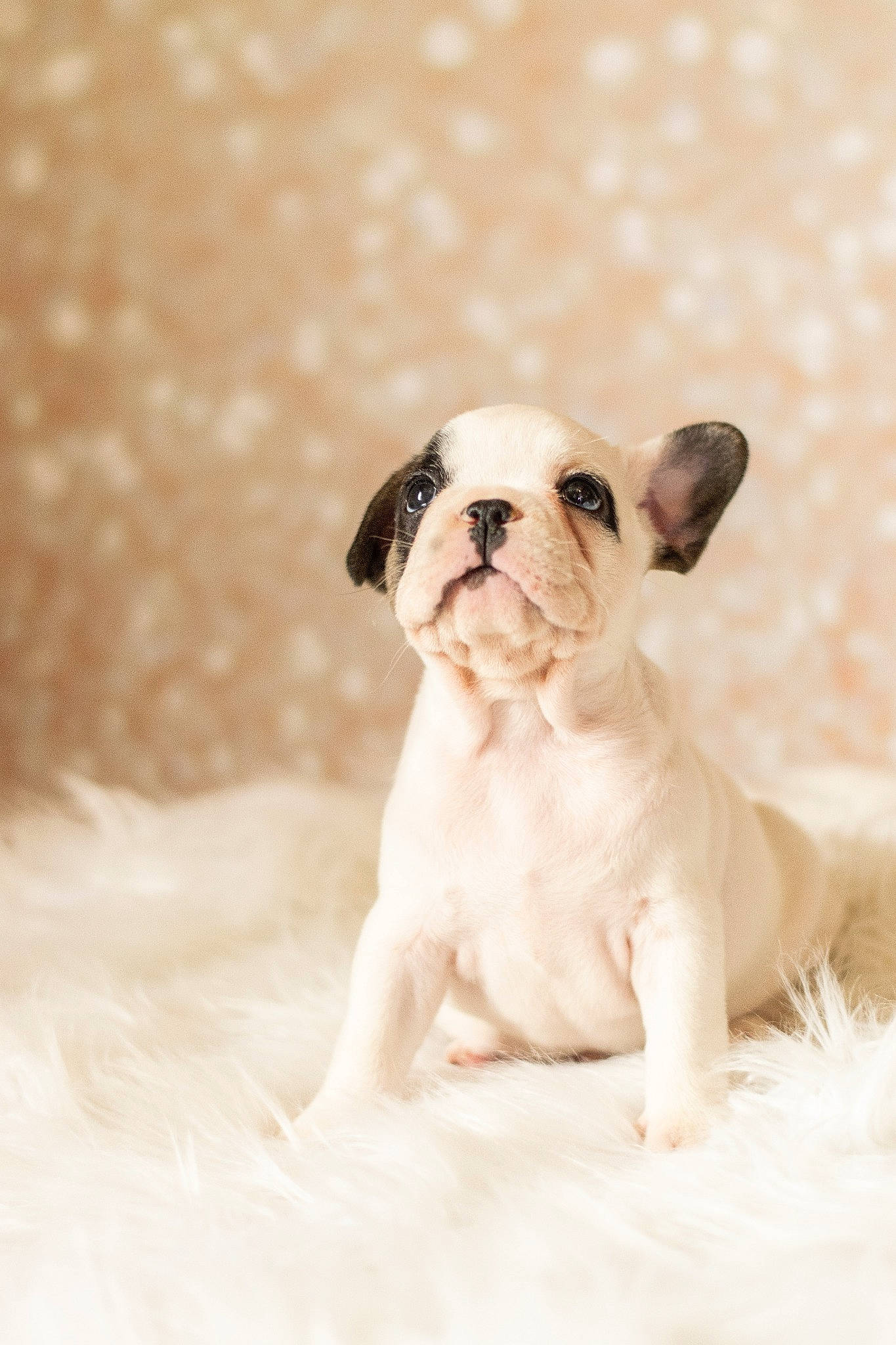 Pandi Panda a rejoint le concours — aidez-le/la à gagner de superbes lots ! bulldog, canidae, carnivore, companion_dog, dog, dog_breed, fawn, french_bulldog, mammal, non_sporting_group, puppy, puppy_love, rare_breed_dog, snout, toy_bulldog, vertebrate