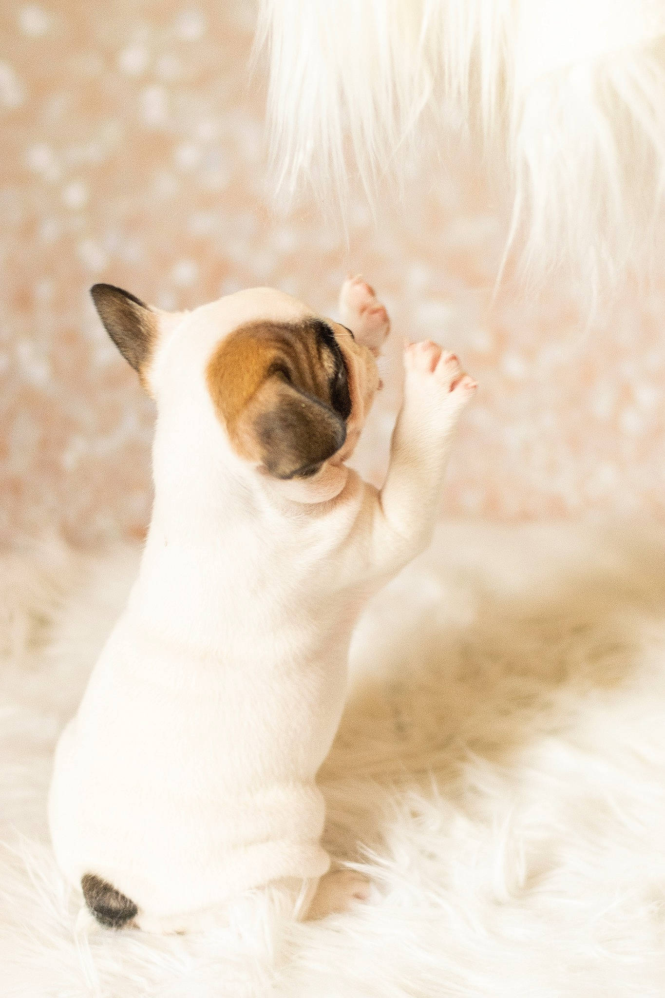 Pandi Panda a rejoint le concours — aidez-le/la à gagner de superbes lots ! canidae, carnivore, companion_dog, dog, dog_breed, fawn, french_bulldog, mammal, non_sporting_group, old_english_bulldog, puppy, snout, whiskers