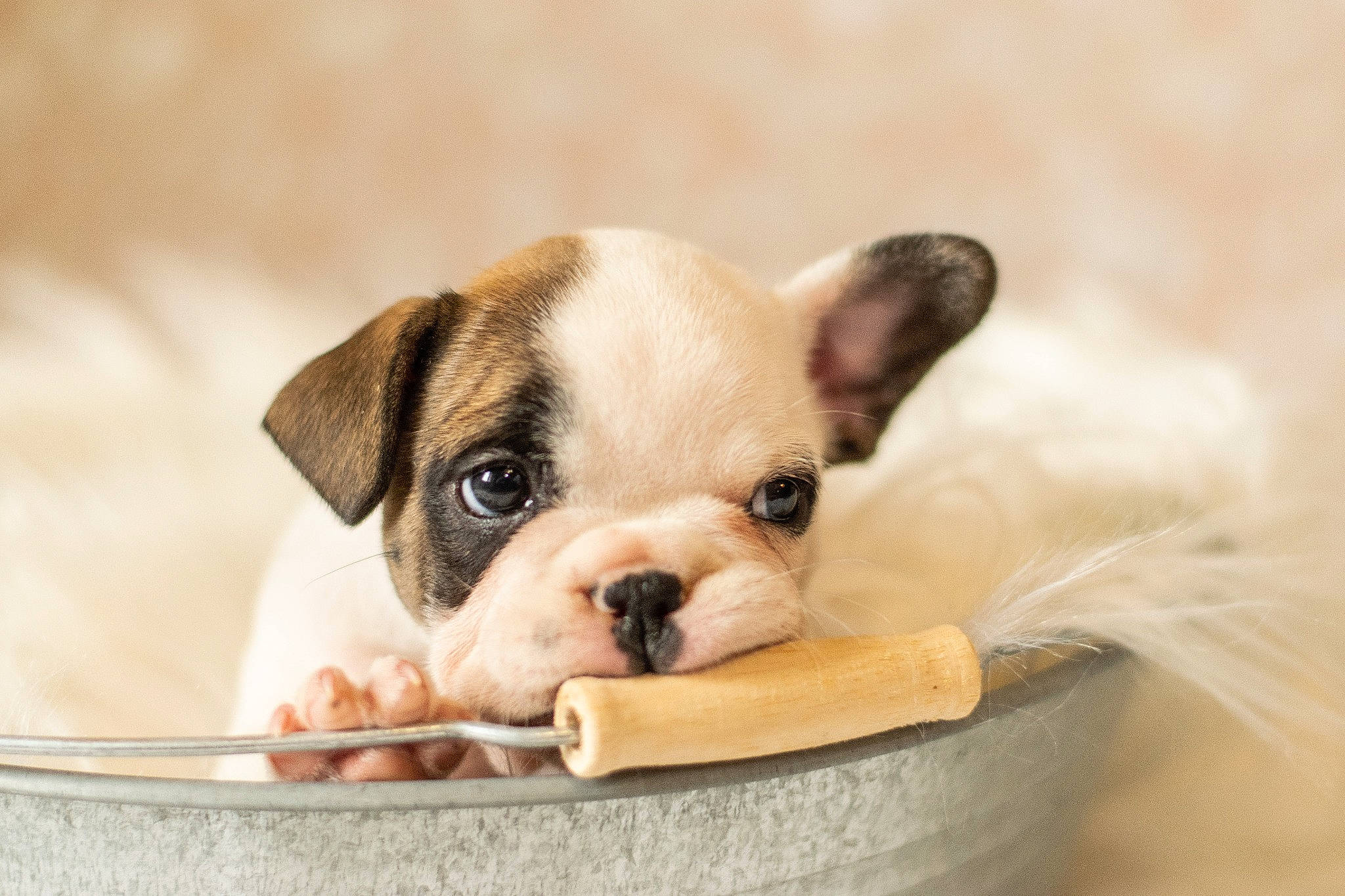 Pandi Panda a rejoint le concours — aidez-le/la à gagner de superbes lots ! australian_bulldog, bulldog, canidae, carnivore, companion_dog, dog, dog_breed, fawn, french_bulldog, mammal, non_sporting_group, puppy, puppy_love, rare_breed_dog, snout, toy_bulldog, vertebrate