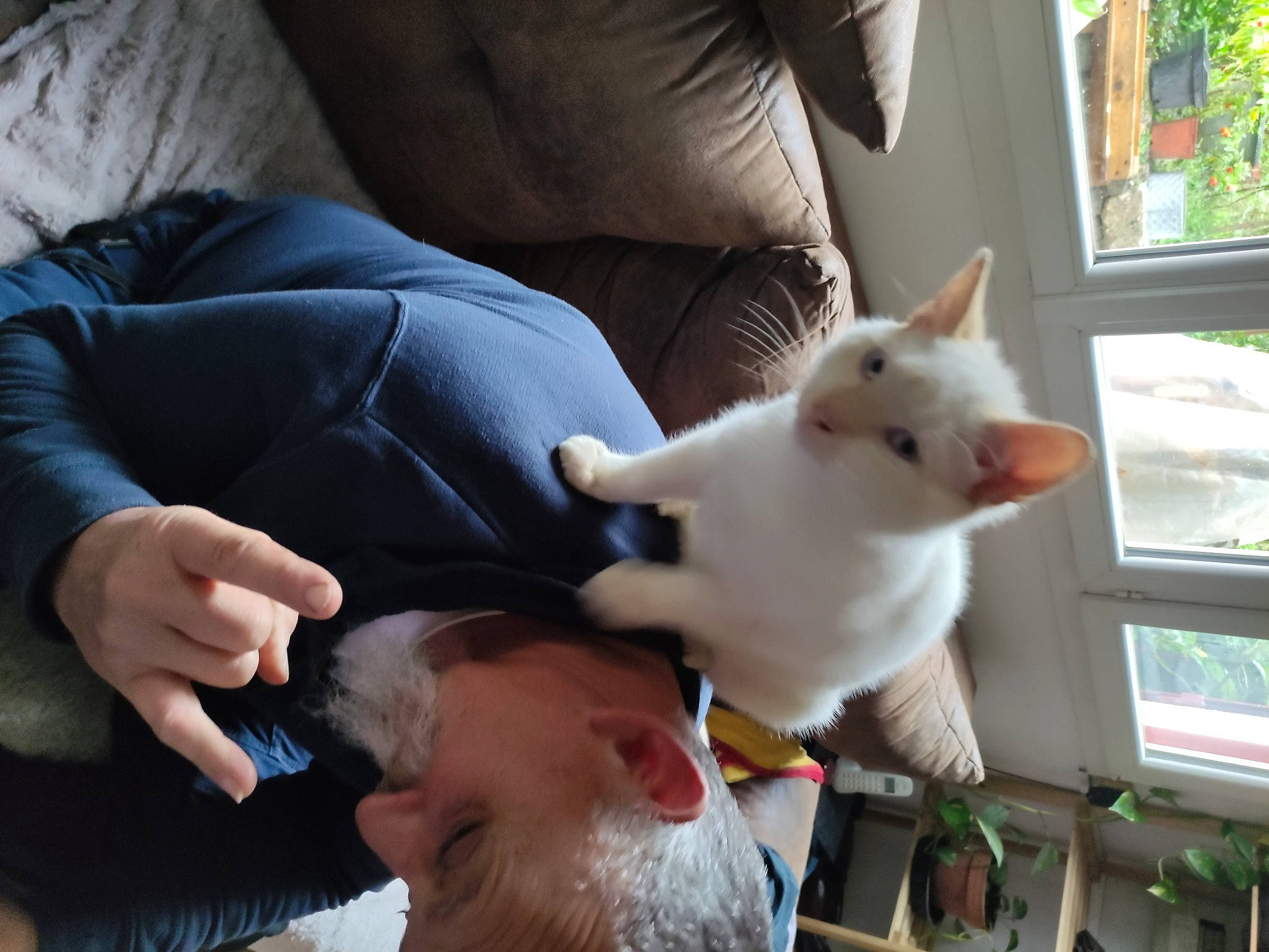 Flocon participe au concours pour gagner de l'argent avec cette photo : beard, cat, cockatoo, comfort, companion_dog, ear, fawn, felidae, finger, gesture, happy, lap, rabbit, small_to_medium_sized_cats, stuffed_toy, tail, toy, vertebrate, whiskers, window