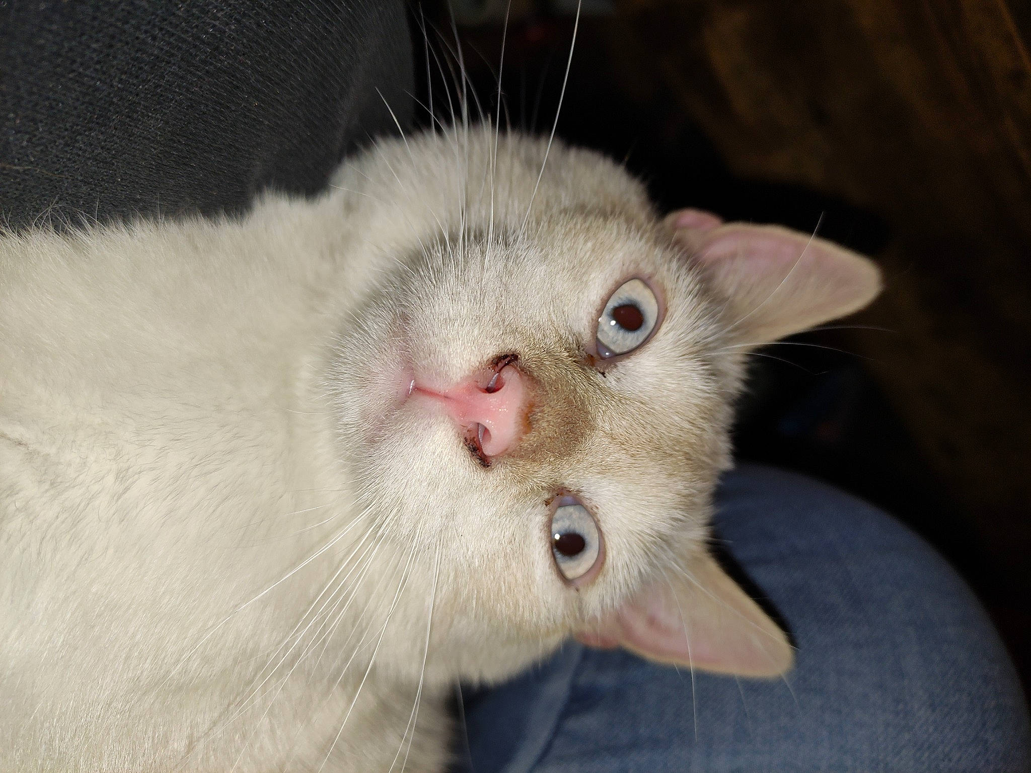 Flocon a rejoint le concours — aidez-le/la à gagner de superbes lots ! carnivore, cat, cat_supply, claw, domestic_short_haired_cat, ear, fang, fawn, felidae, fur, paw, small_to_medium_sized_cats, snout, terrestrial_animal, whiskers