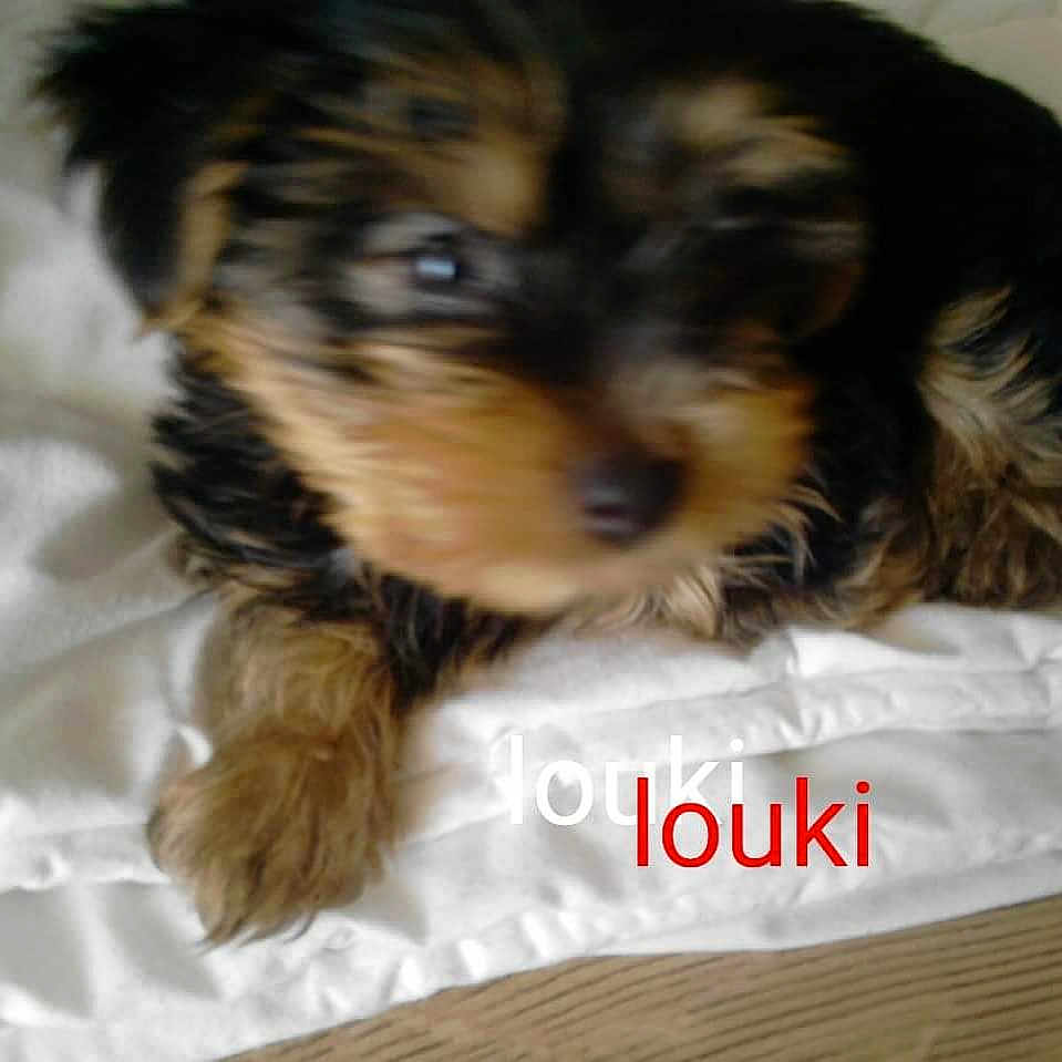Louki