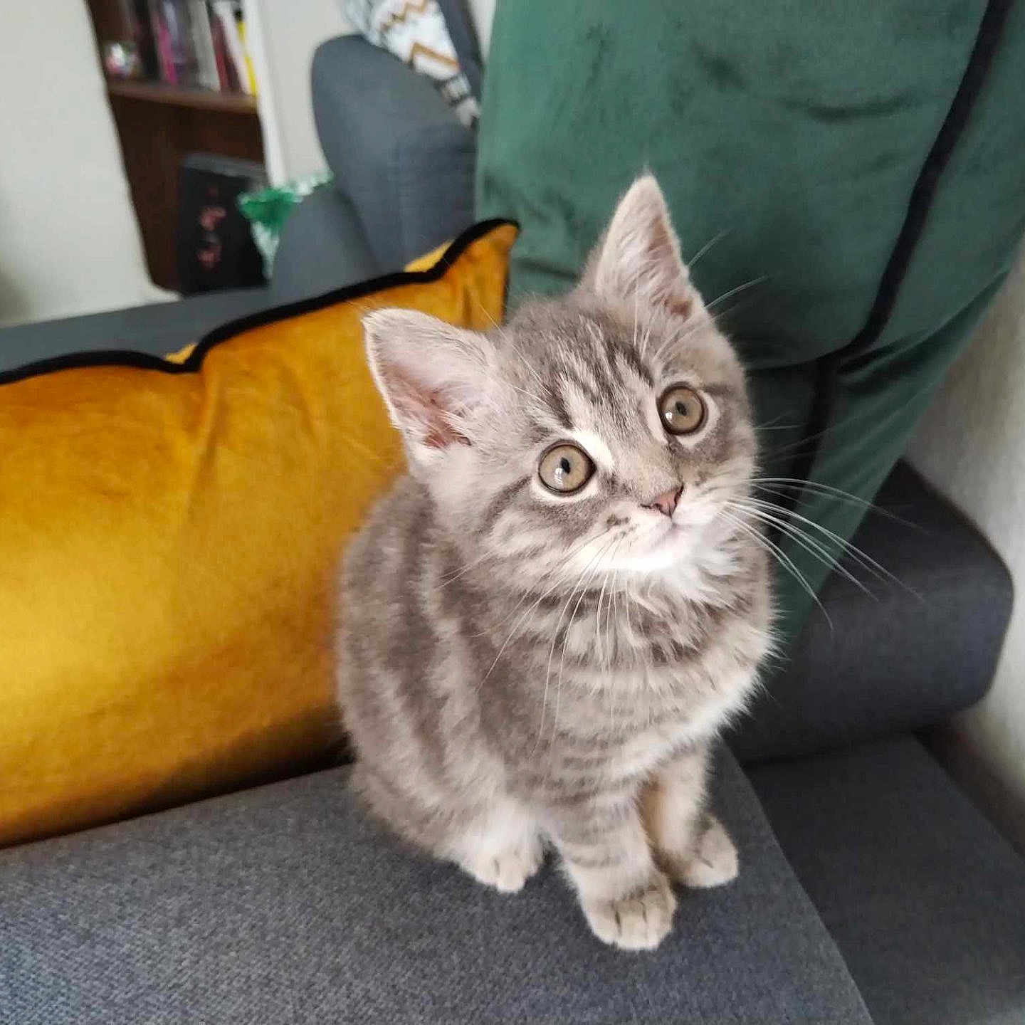 Newton a rejoint le concours — aidez-le/la à gagner de superbes lots ! abyssinian, angora, animal, architecture, building, cat, chair, couch, cushion, den, egyptiancat, furniture, homedecor, indoors, kitten, livingroom, manx, pet, pillow, room