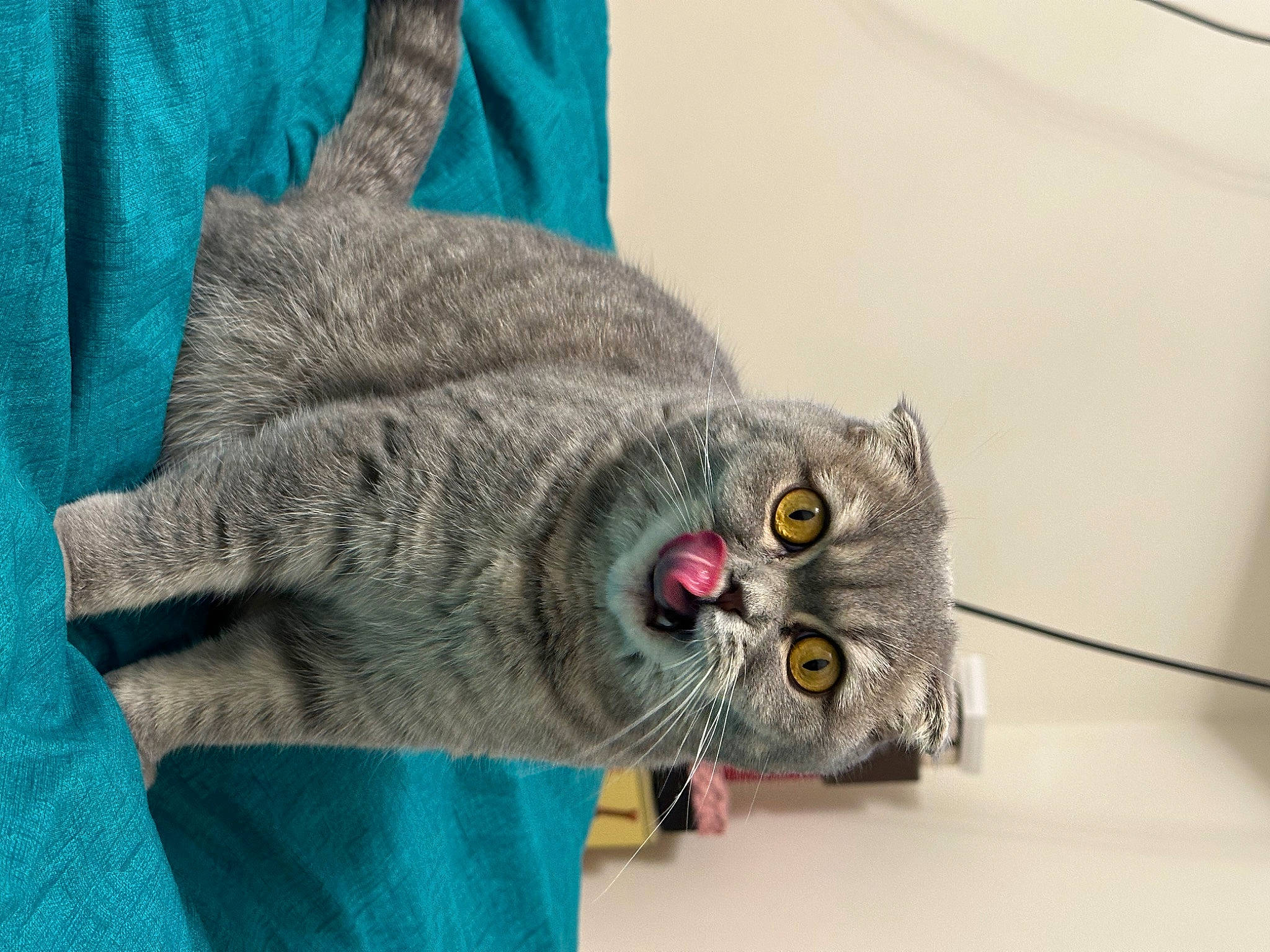 Smokey is registered to the contest to win money with this photo: carnivore, cat, claw, comfort, domestic_short_haired_cat, electric_blue, eye, felidae, fur, grey, small_to_medium_sized_cats, snout, tail, terrestrial_animal, whiskers