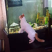 Frankie Mack joined the competition — help win amazing prizes! cat, kitten, aquarium, fish_tank, fish_food, fish, indoor, furniture, table, chair, decoration, castle, plants, gravel, curious, pet, animal, white, orange, wall