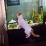 cat, kitten, aquarium, fish_tank, fish_food, fish, indoor, furniture, table, chair, decoration, castle, plants, gravel, curious, pet, animal, white, orange, wall