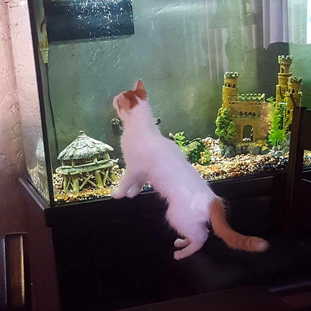 Frankie Mack joined the competition — help win amazing prizes! animal, aquarium, castle, cat, chair, curious, decoration, fish, fish_food, fish_tank, furniture, gravel, indoor, kitten, orange, pet, plants, table, wall, white
